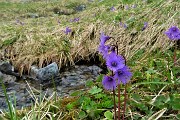 61 Soldanelle alpine al Laghetto di Ponteranica (superiore)